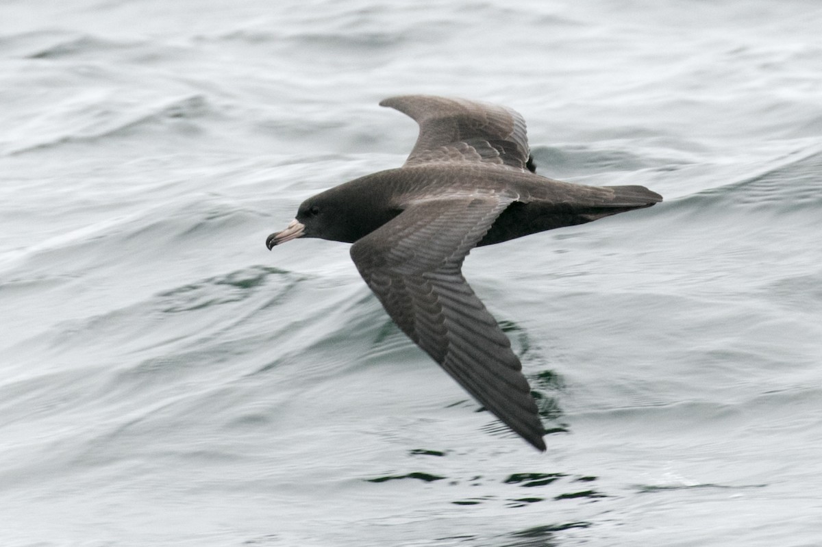 Flesh-footed Shearwater - ML179367741