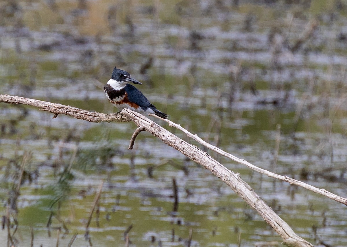 Belted Kingfisher - ML179371471