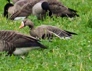 Greater White-fronted Goose, ML179373421
