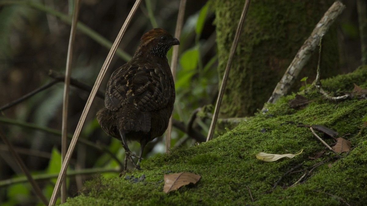 Spotted Wood-Quail - Pepe Castiblanco