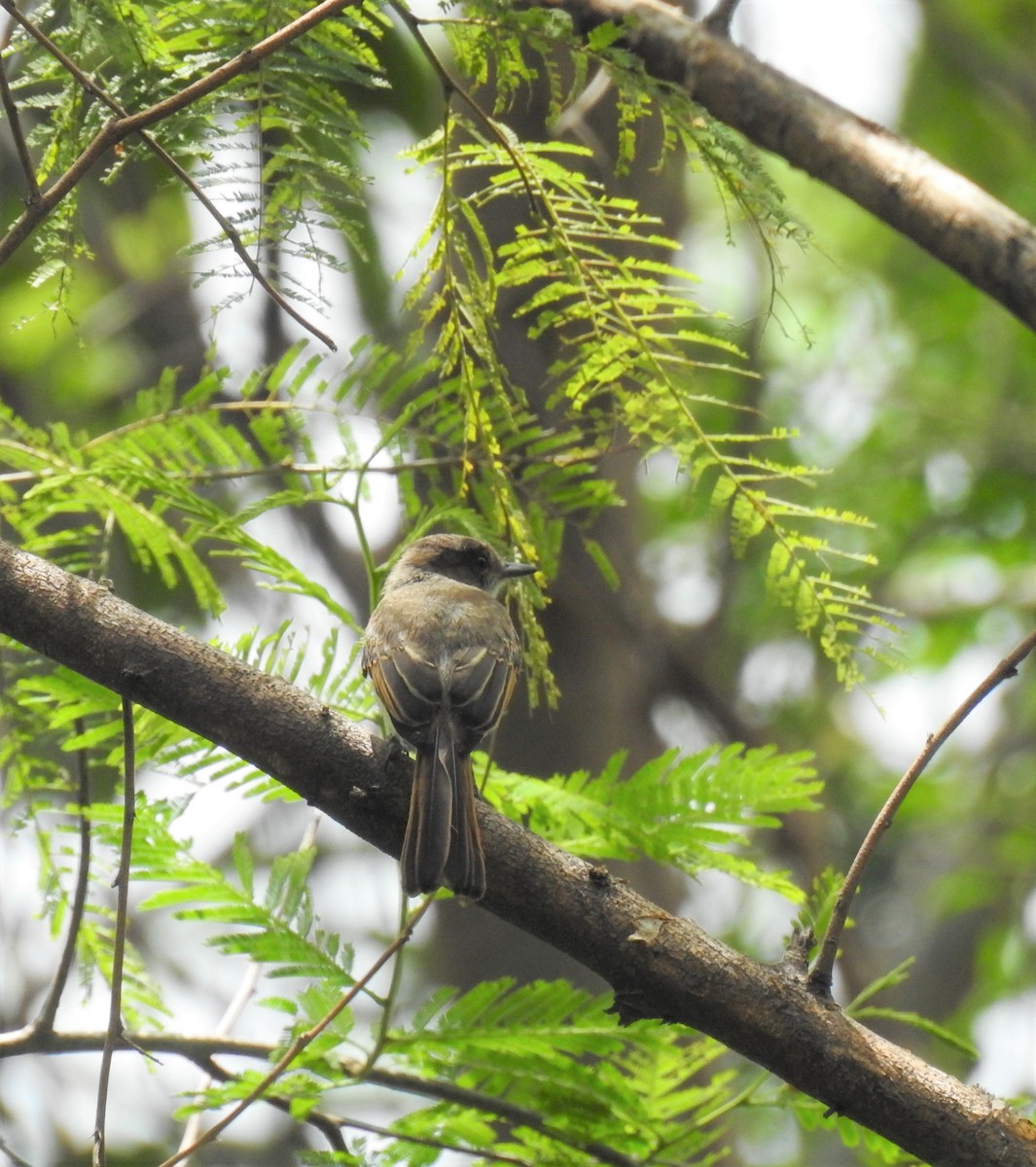 Rufous-tailed Flycatcher - ML179375781