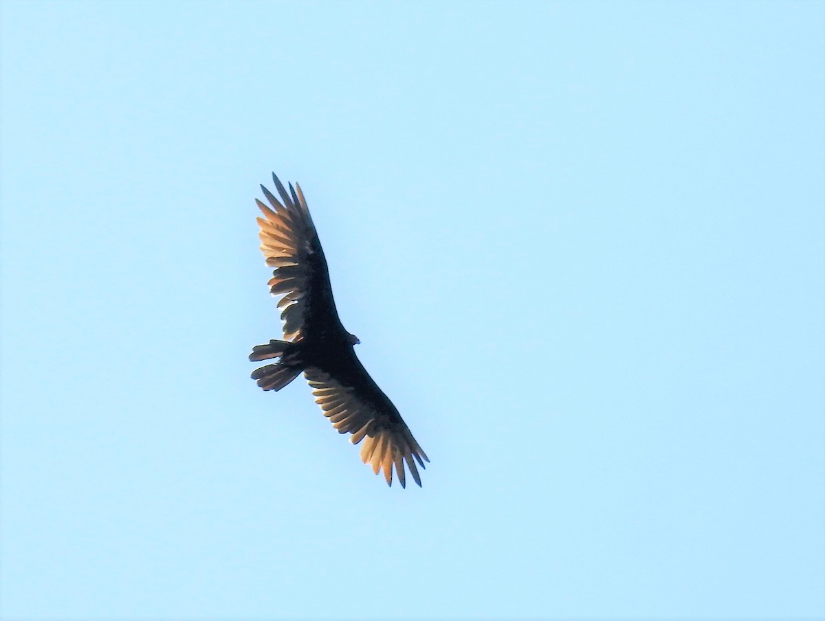 Turkey Vulture - ML179379161