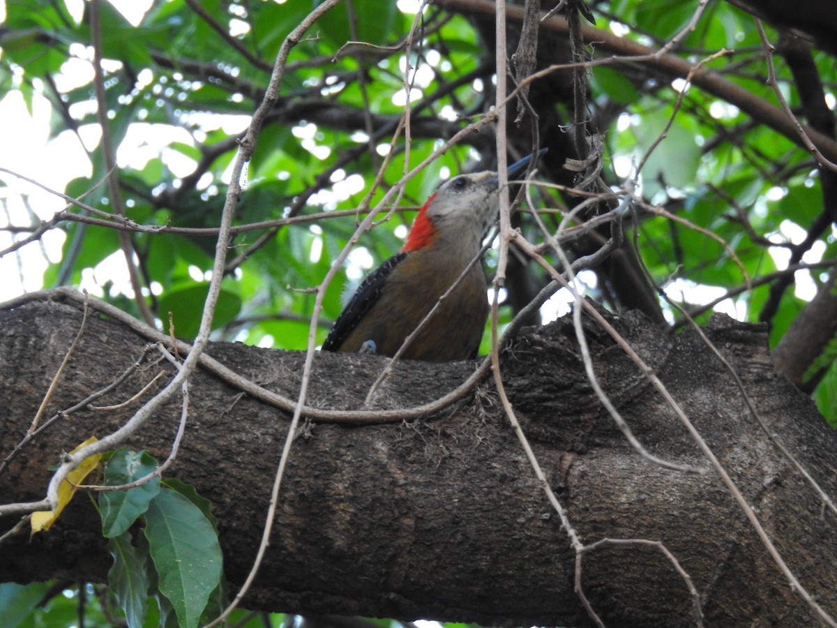 Jamaican Woodpecker - ML179379811
