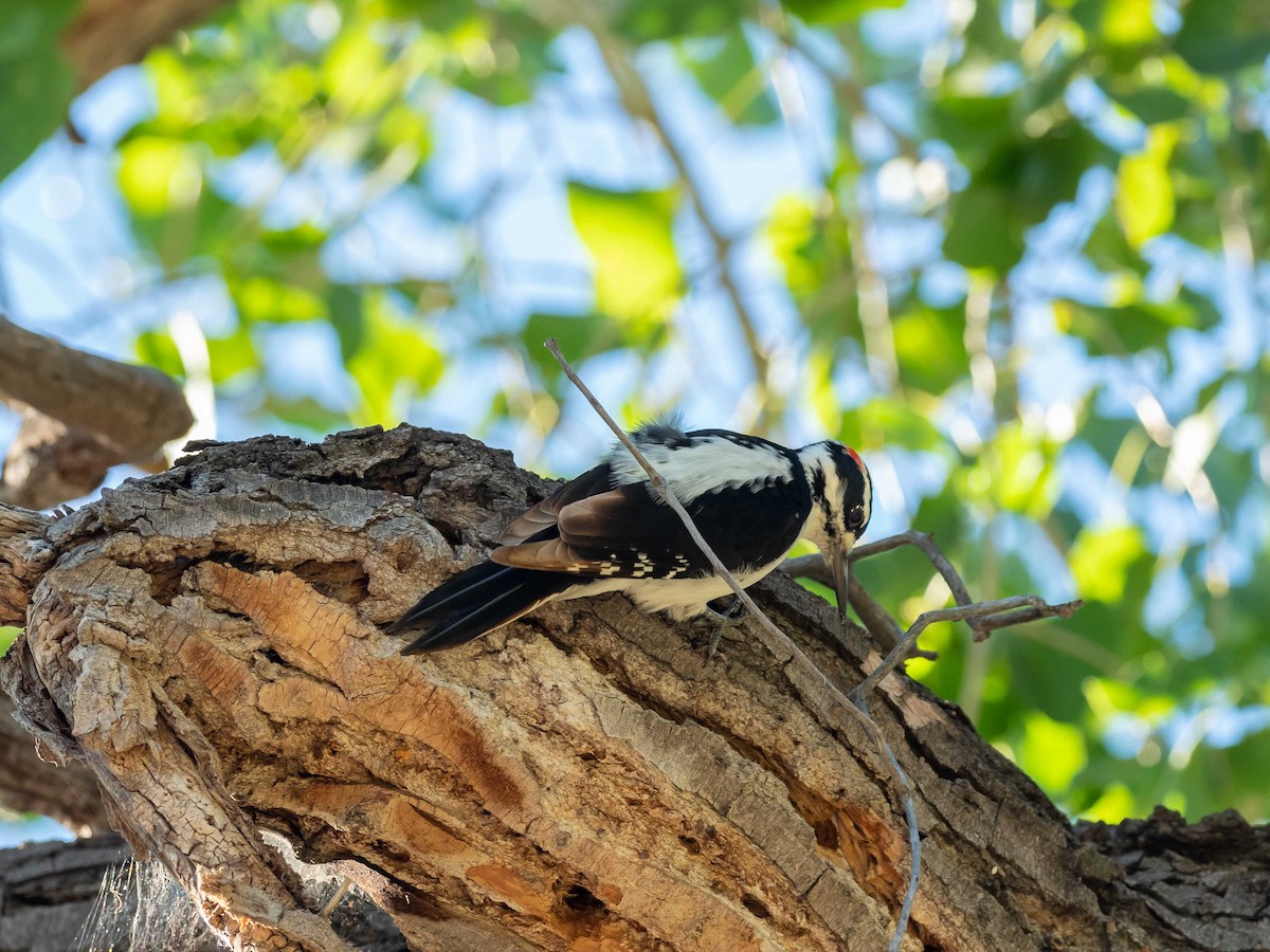Hairy Woodpecker - ML179387691