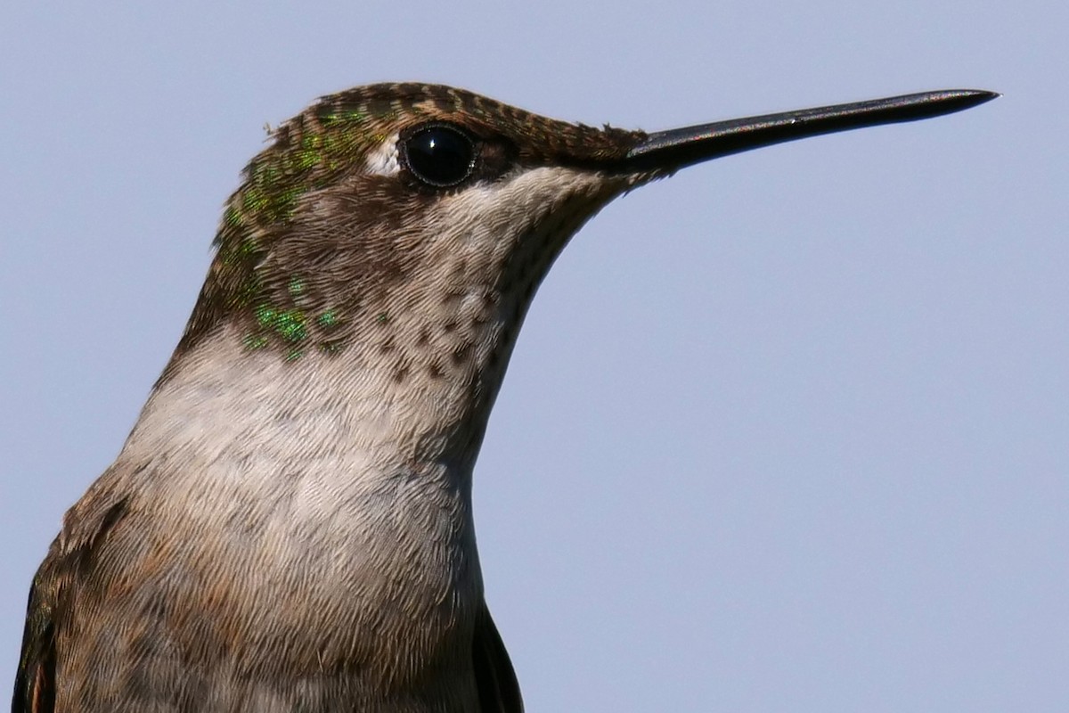 Ruby-throated Hummingbird - ML179389591