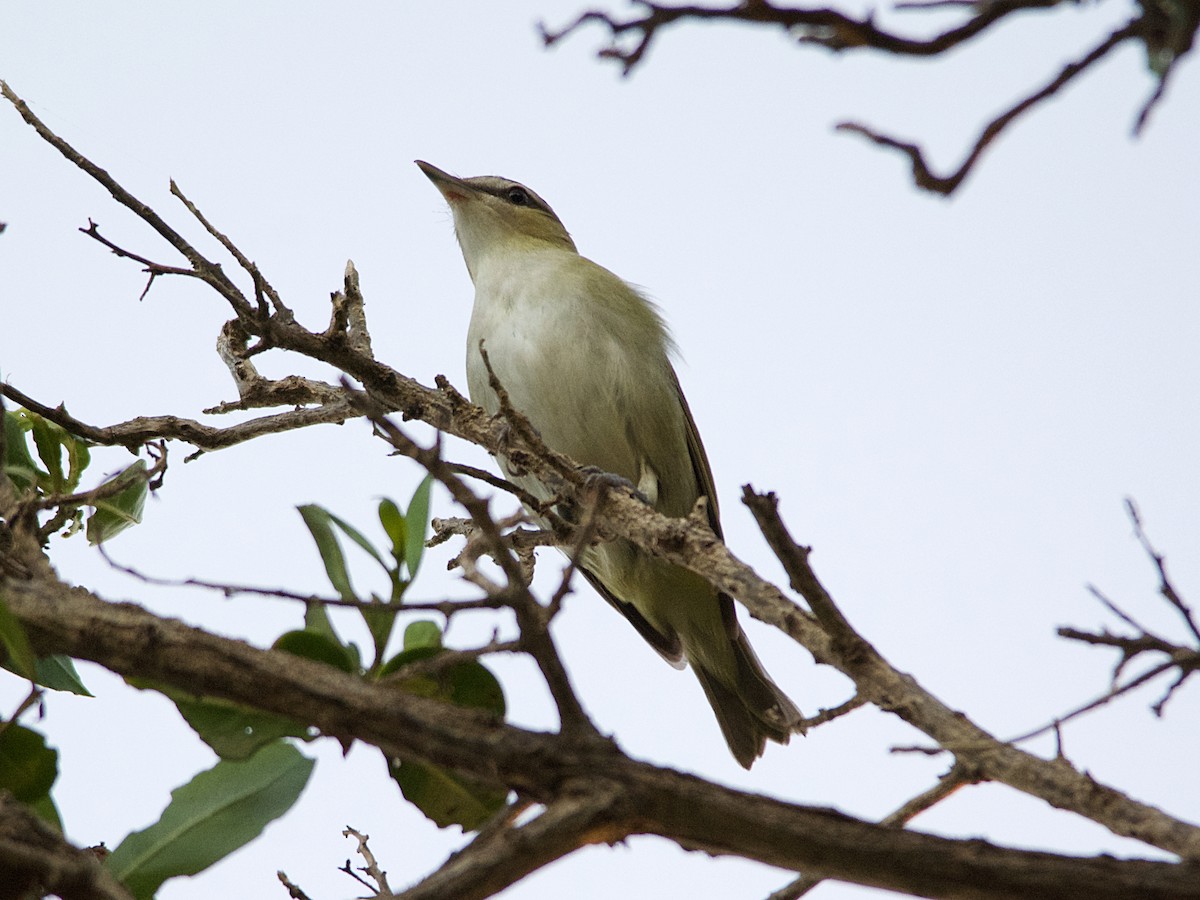 Red-eyed/Chivi Vireo - ML179393881