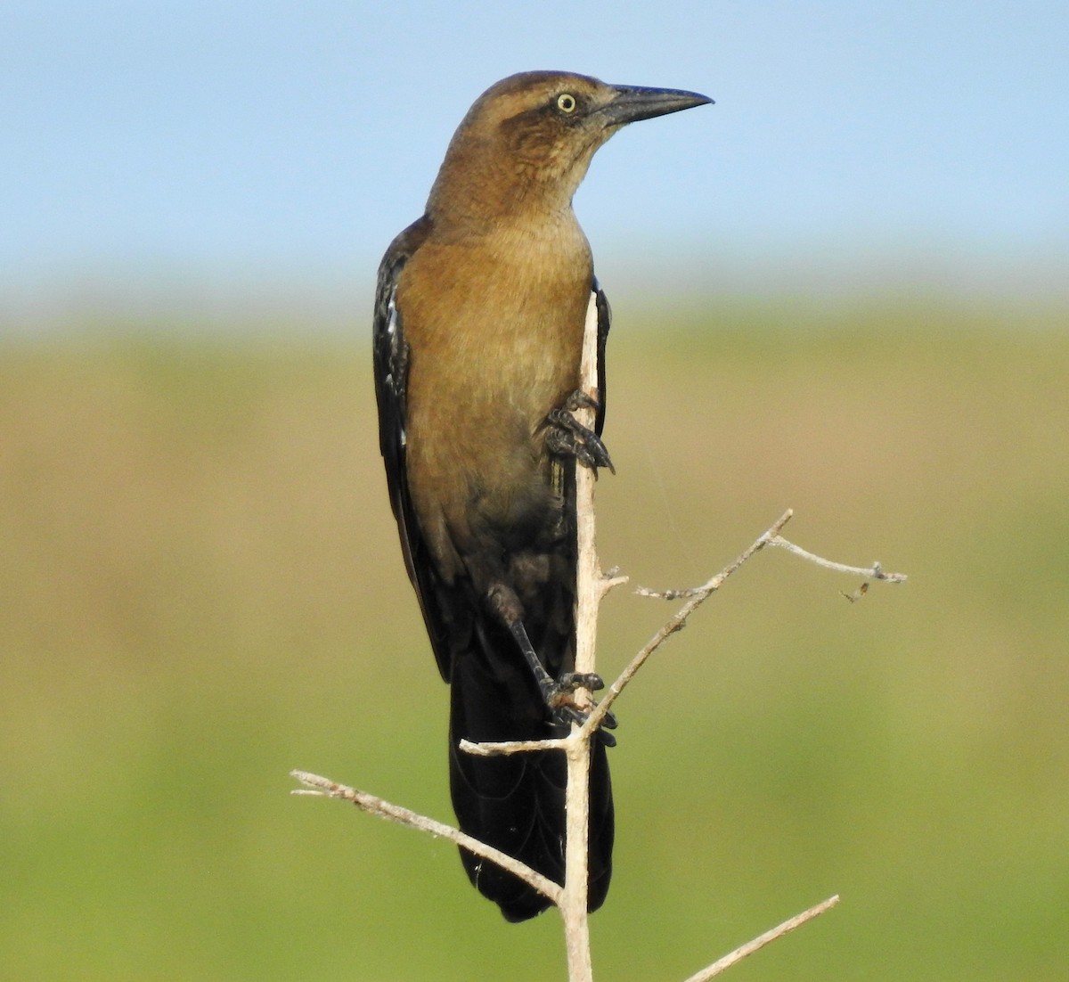 Great-tailed Grackle - ML179397481