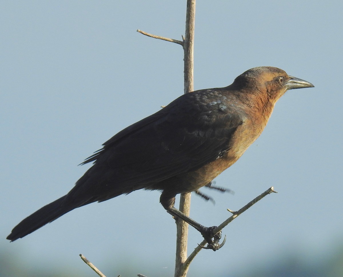 Great-tailed Grackle - ML179397491