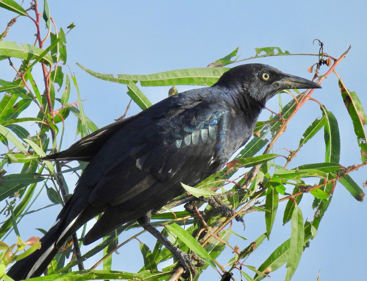 Great-tailed Grackle - ML179397531