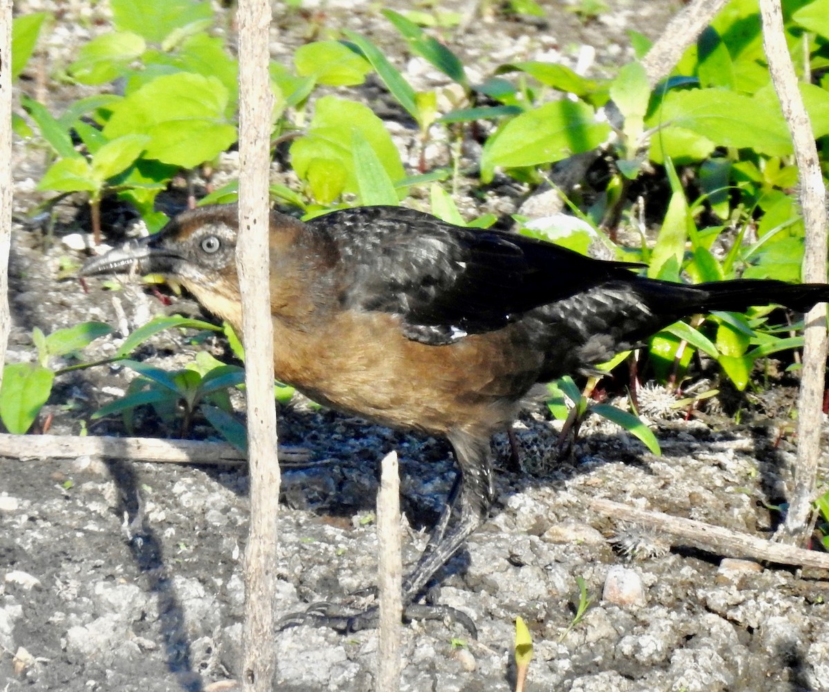 Great-tailed Grackle - ML179397541