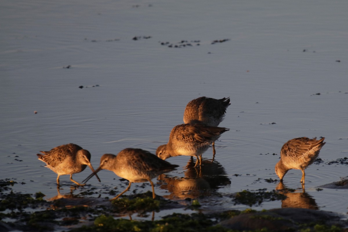 Long-billed Dowitcher - ML179398891