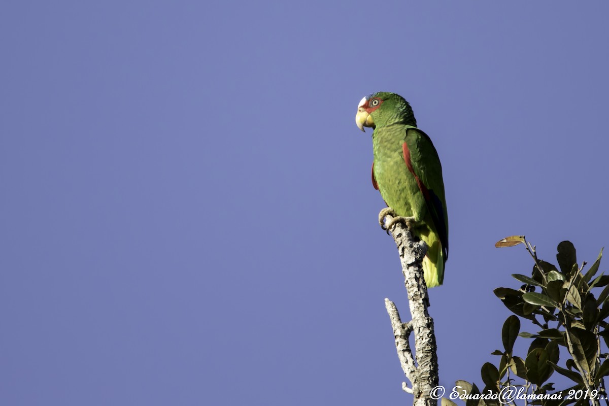 White-fronted Parrot - ML179402791