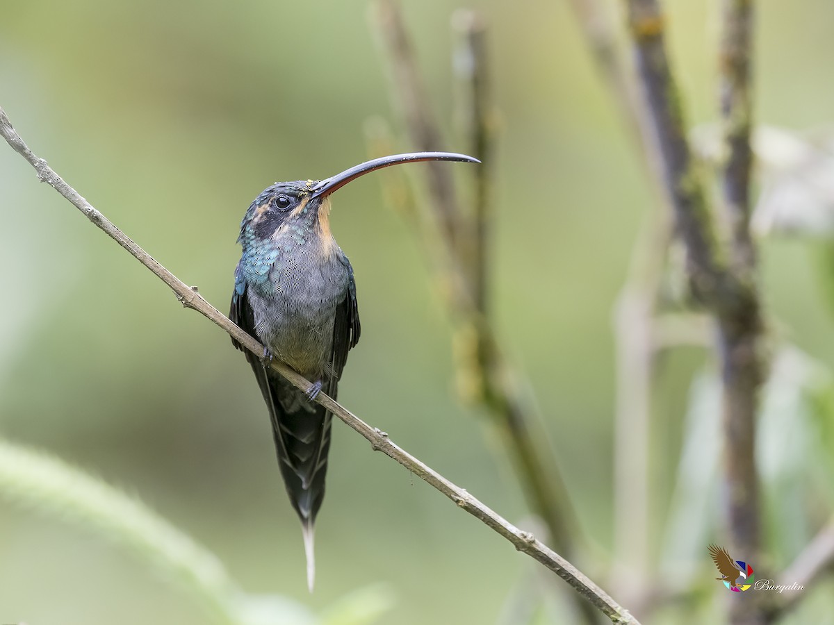 kolibřík šedobřichý - ML179403391