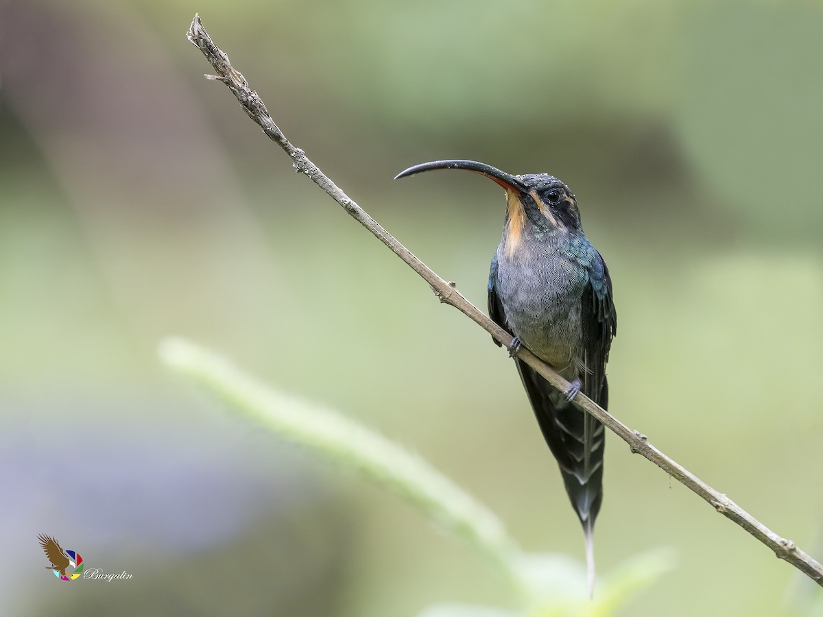 kolibřík šedobřichý - ML179403421