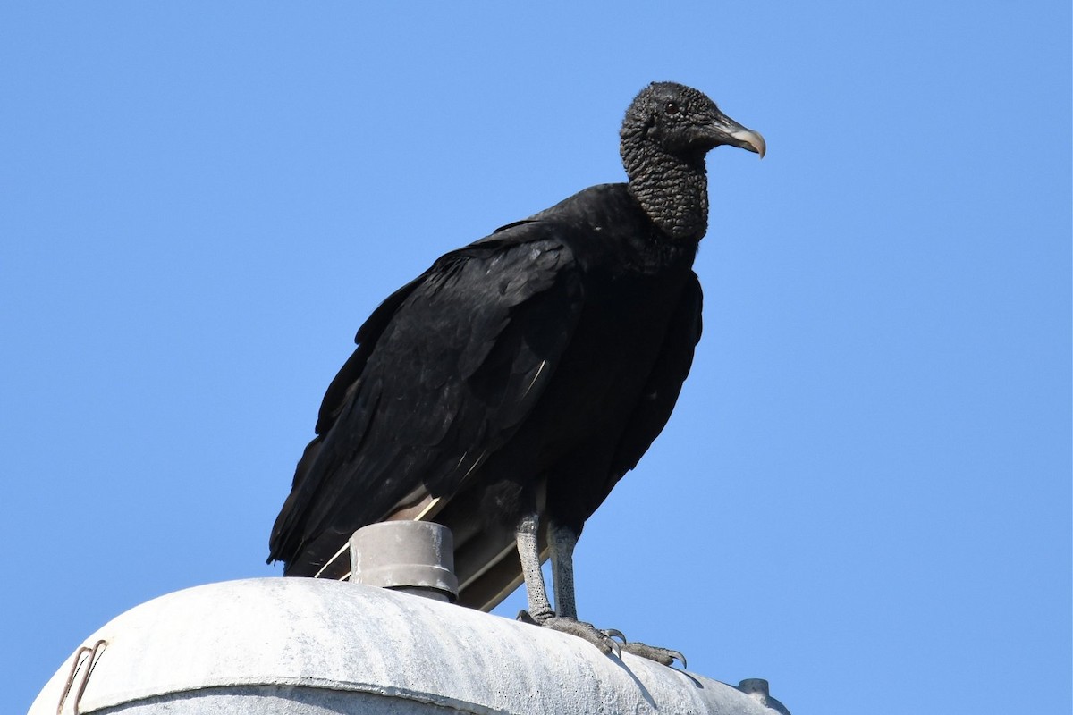 Black Vulture - Jerry Chen