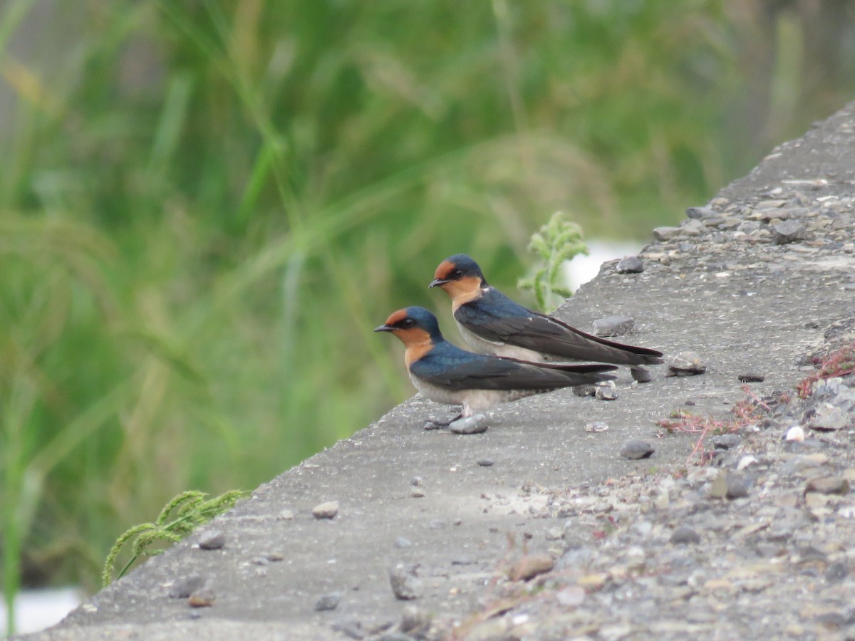 Pacific Swallow - ML179406961