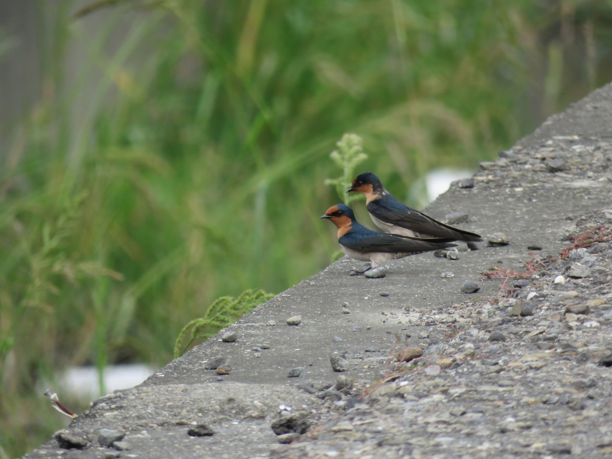 Pacific Swallow - ML179406981