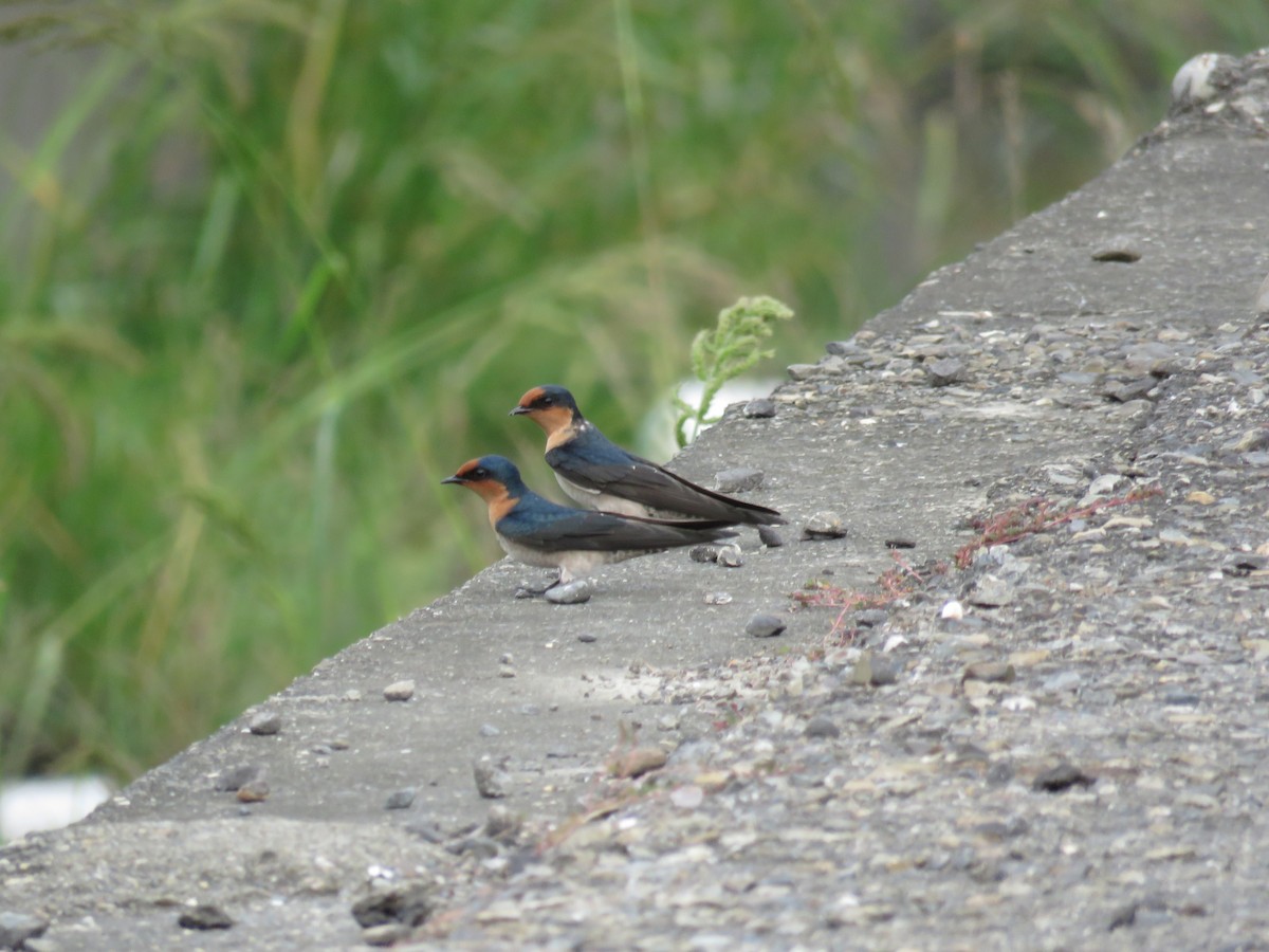 Pacific Swallow - ML179406991