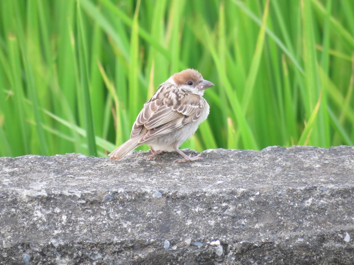 Eurasian Tree Sparrow - ML179407151