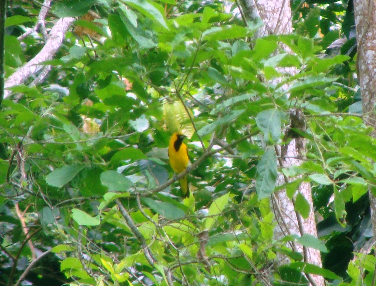 Yellow-tailed Oriole - ML179413321