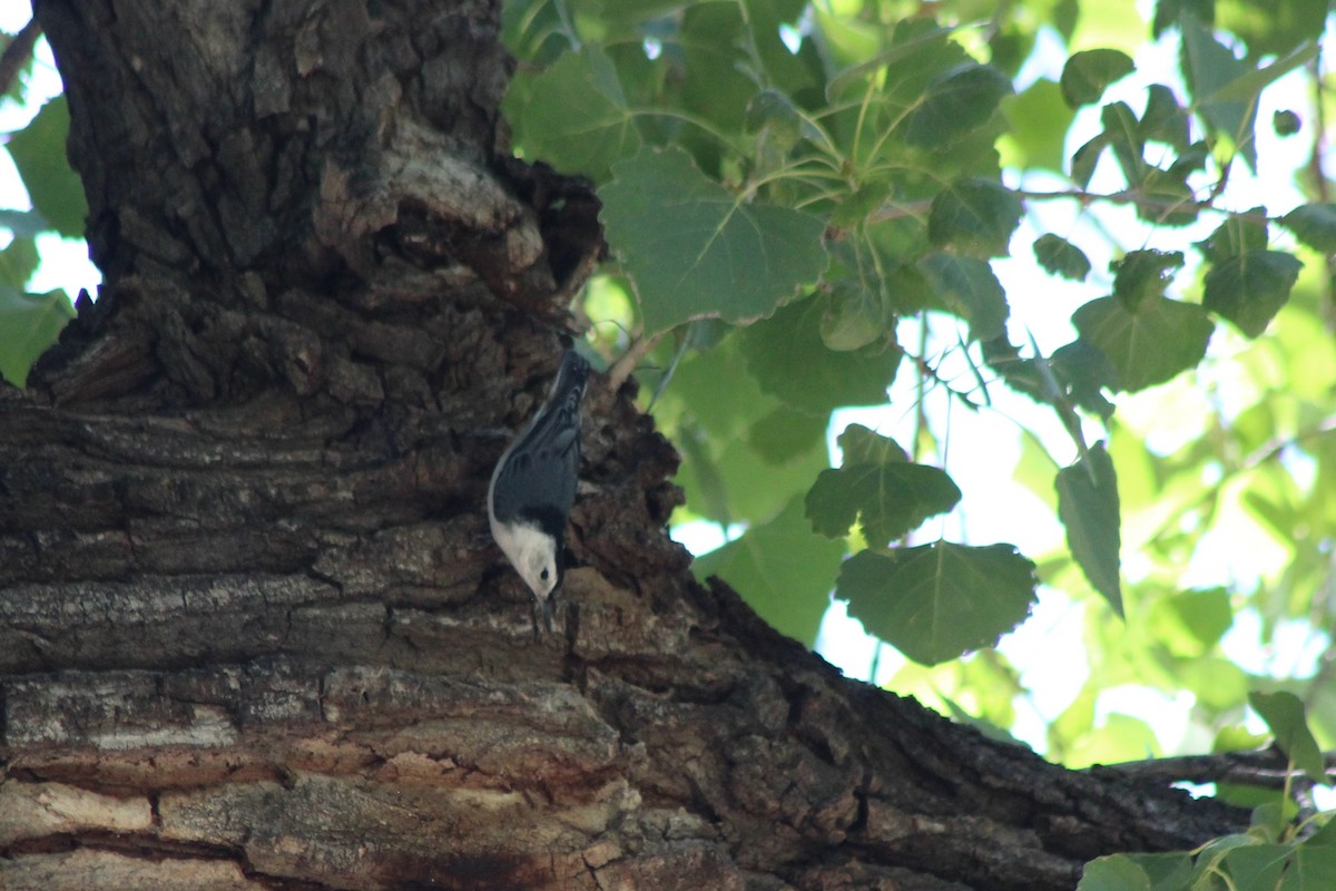 White-breasted Nuthatch - David Lerwill