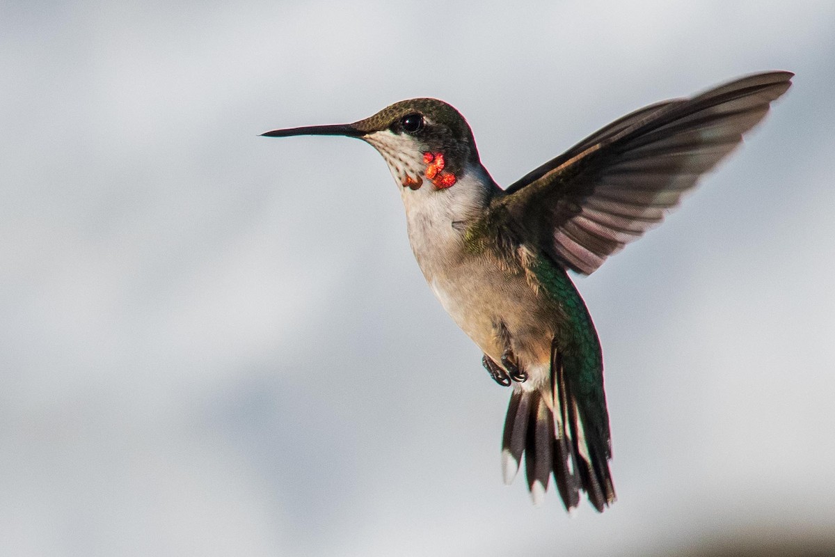 Ruby-throated Hummingbird - ML179414161