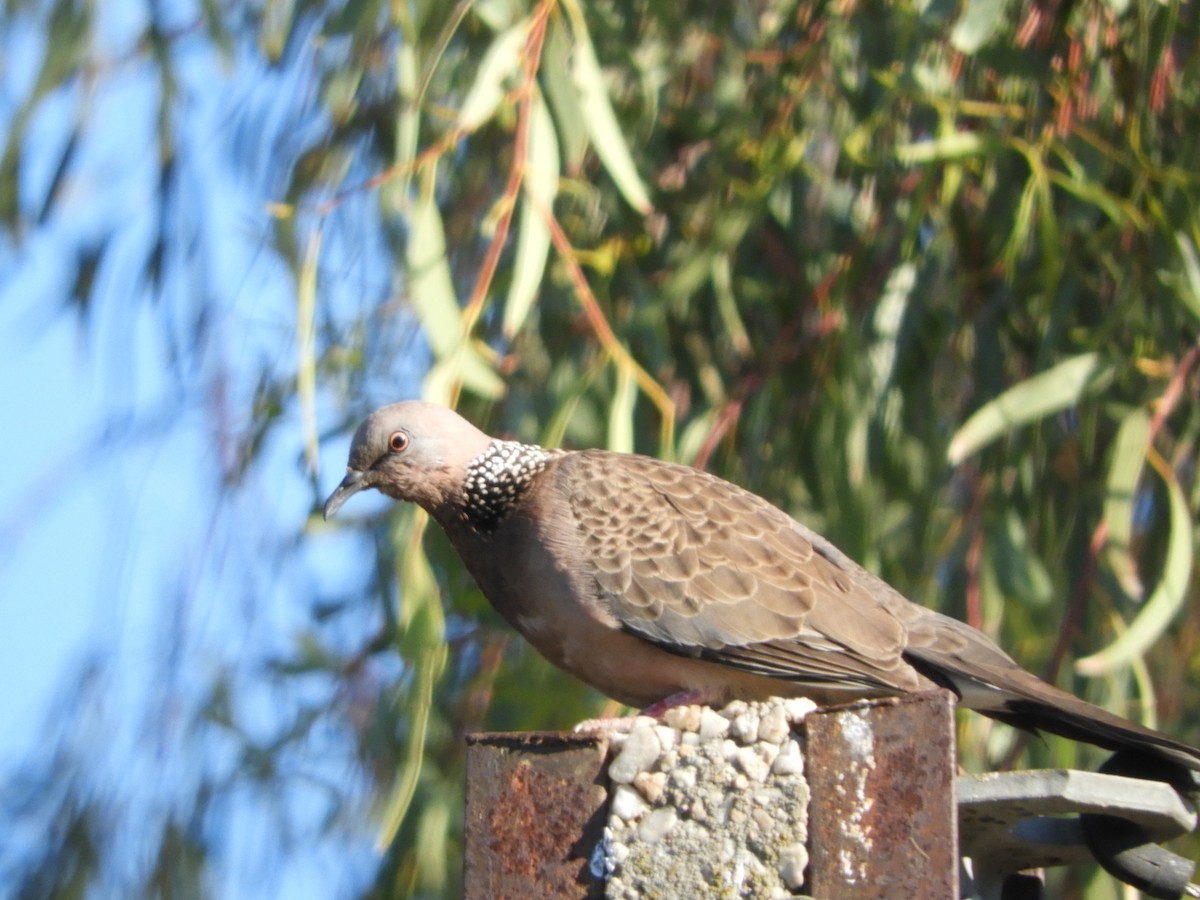 Spotted Dove - ML179414751