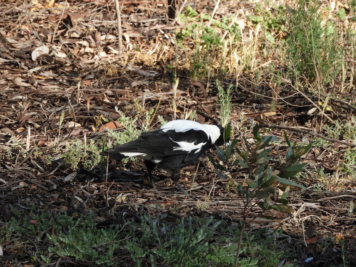 Australian Magpie (White-backed) - ML179414831