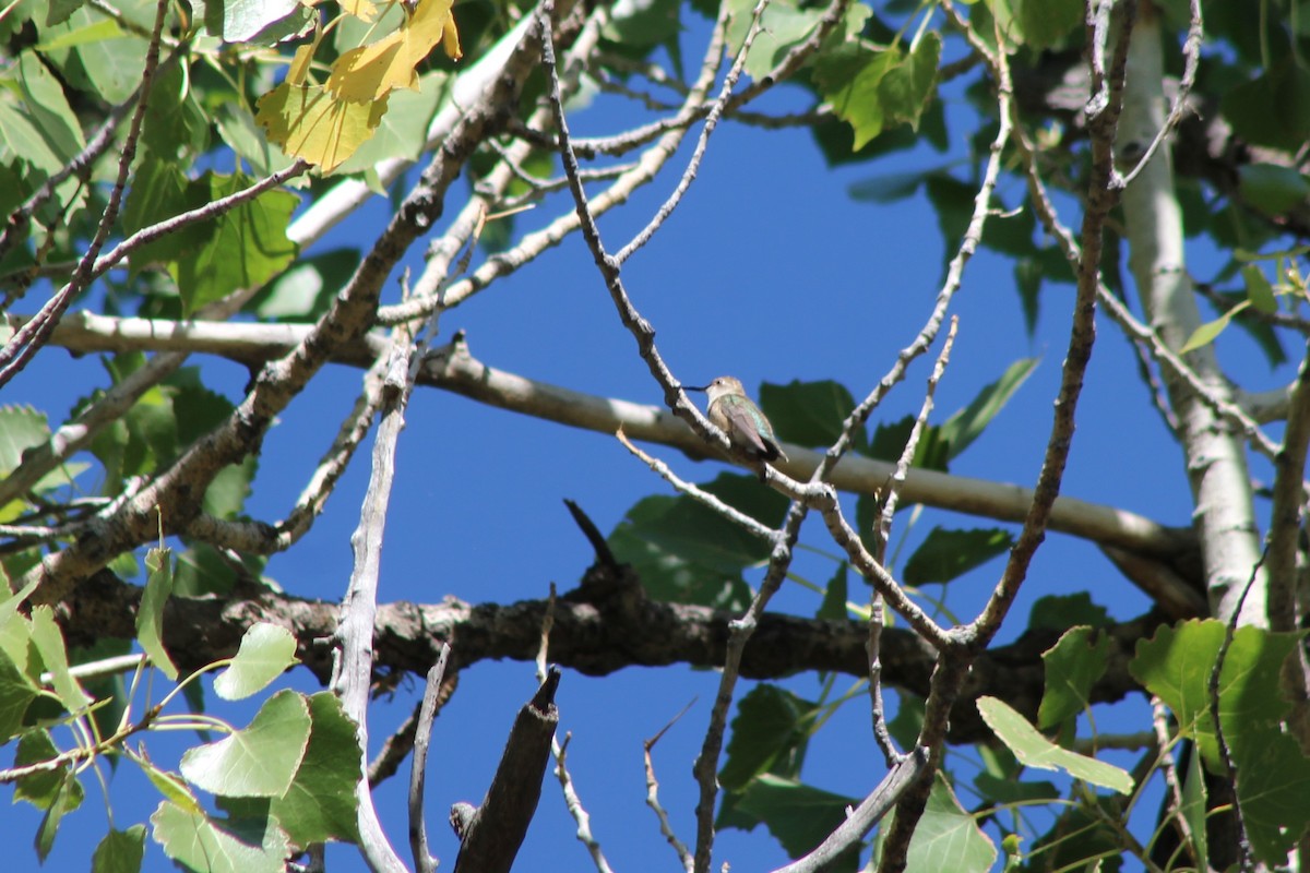 Broad-tailed Hummingbird - ML179414871