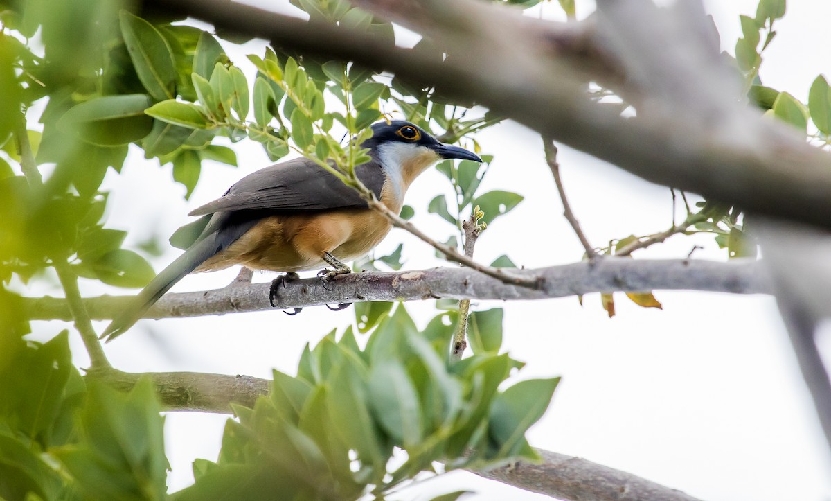 Dark-billed Cuckoo - ML179417771