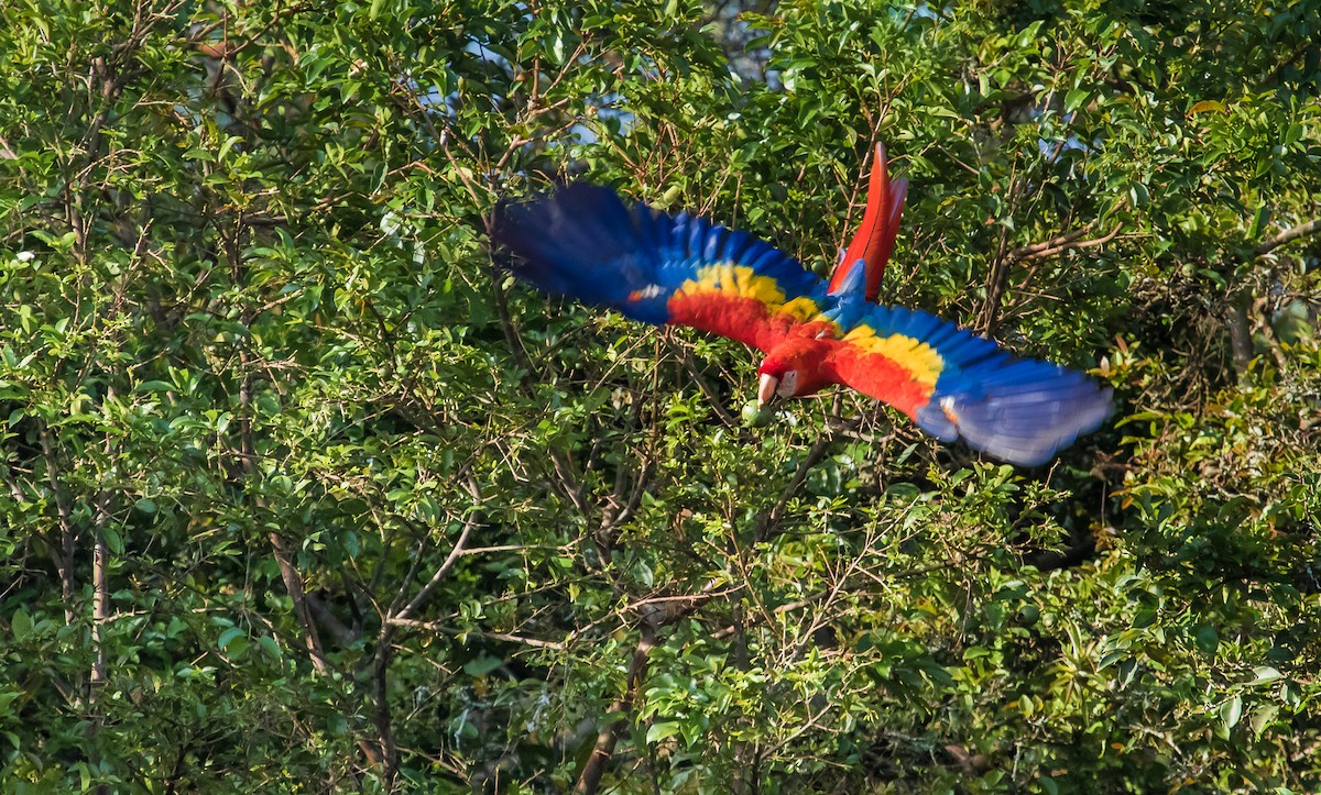 Scarlet Macaw - David Monroy Rengifo
