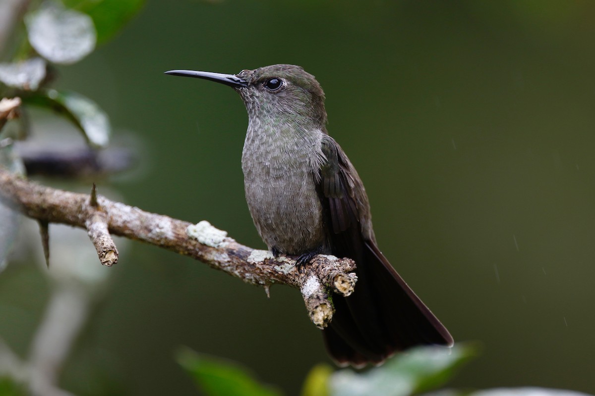 Sombre Hummingbird - ML179419281