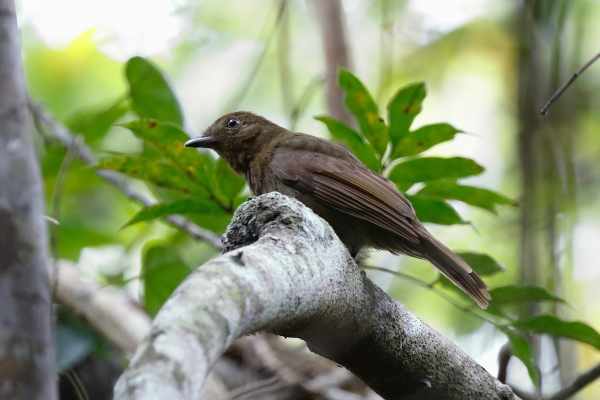 Brown-winged Schiffornis (Brown-winged) - ML179421051