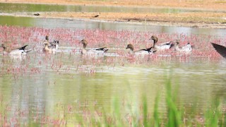 Maned Duck, ML179422171