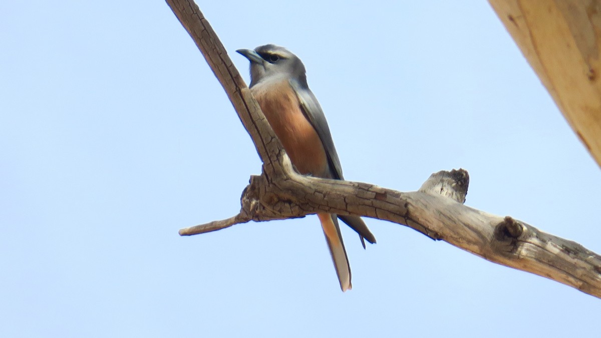 White-browed Woodswallow - ML179422611