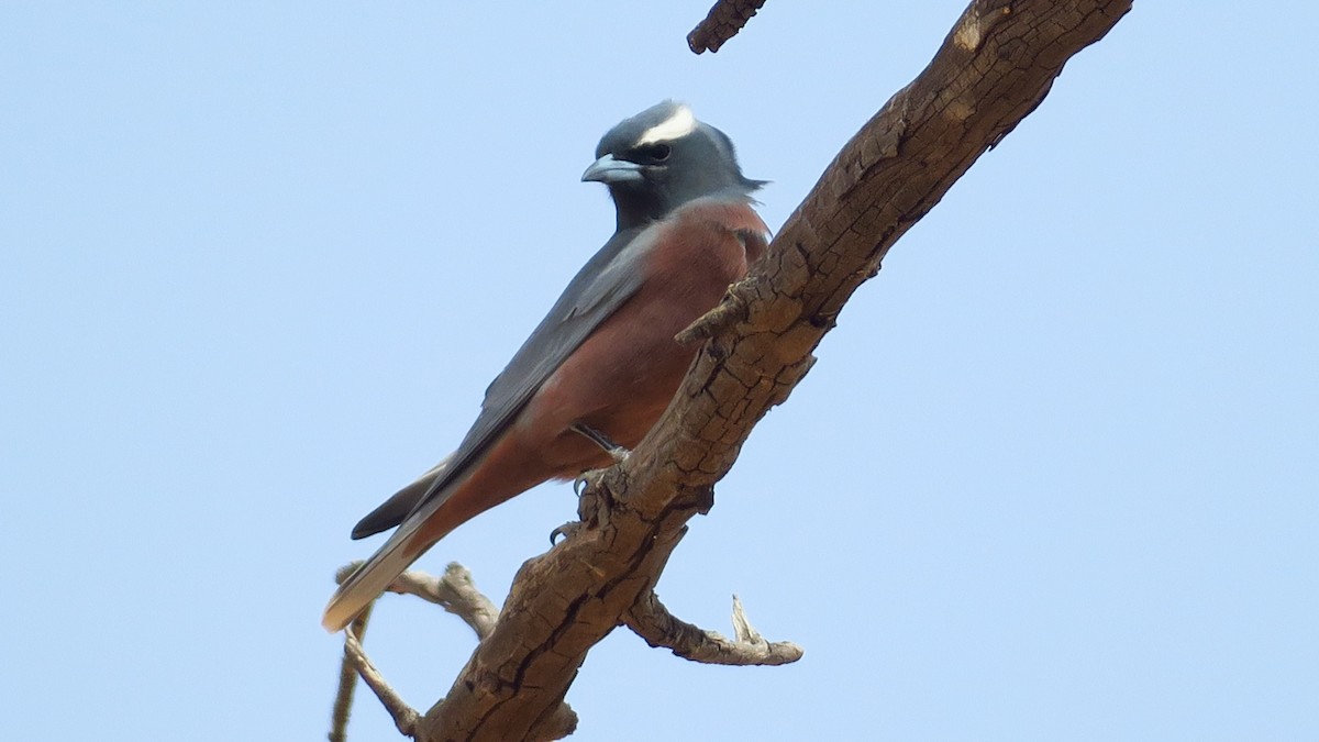 White-browed Woodswallow - ML179422621