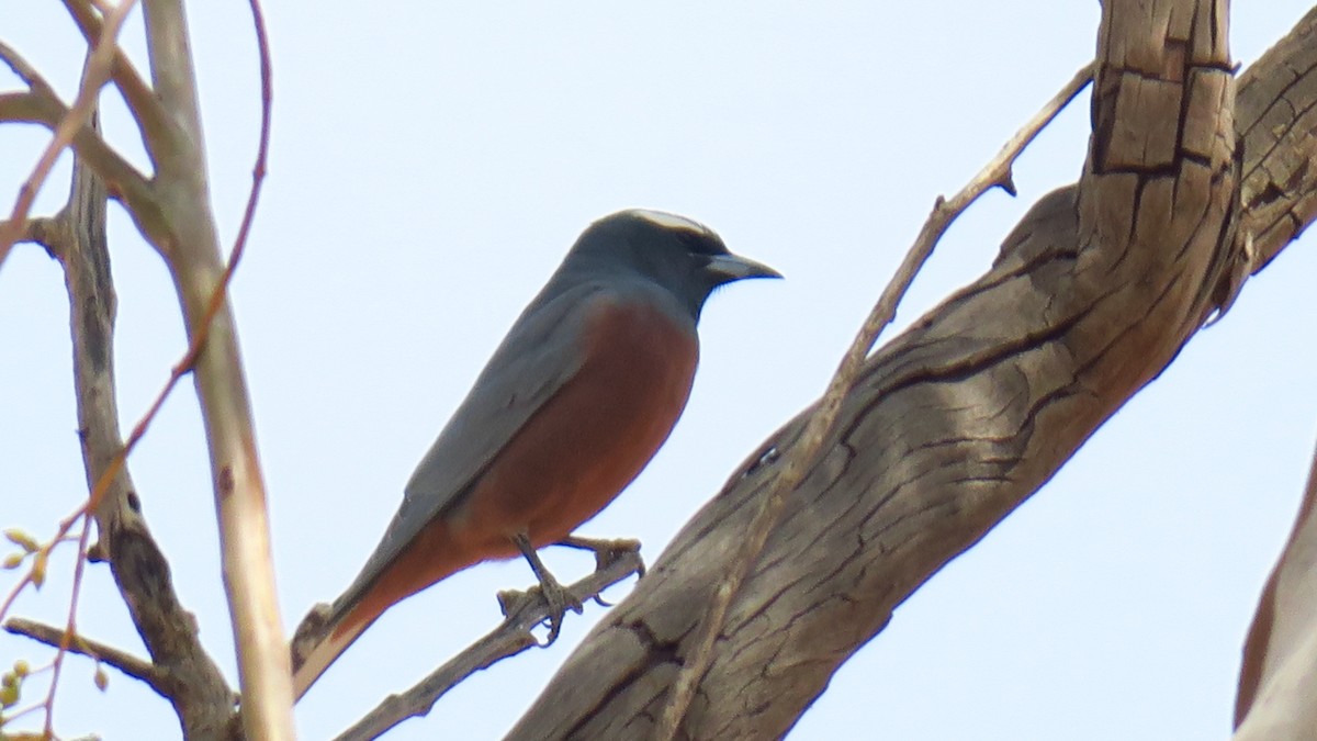 White-browed Woodswallow - ML179422651