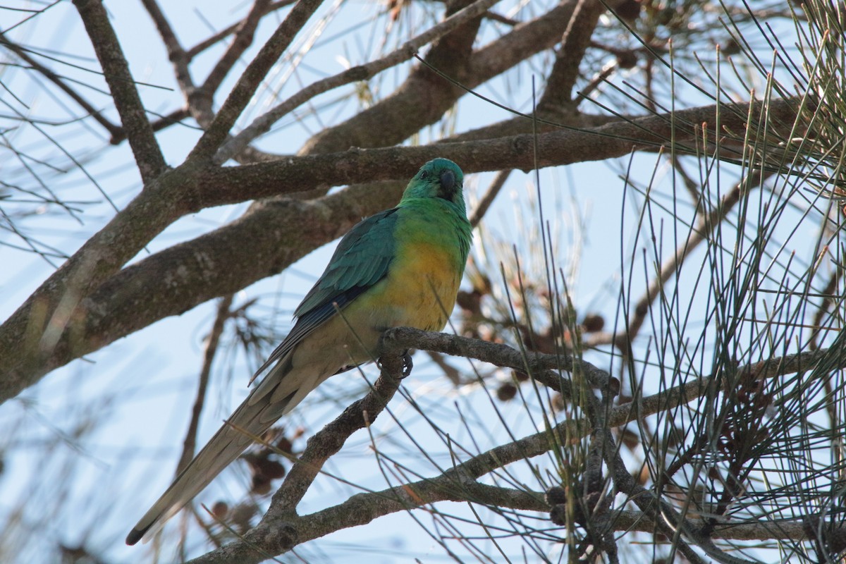 Red-rumped Parrot - ML179424791