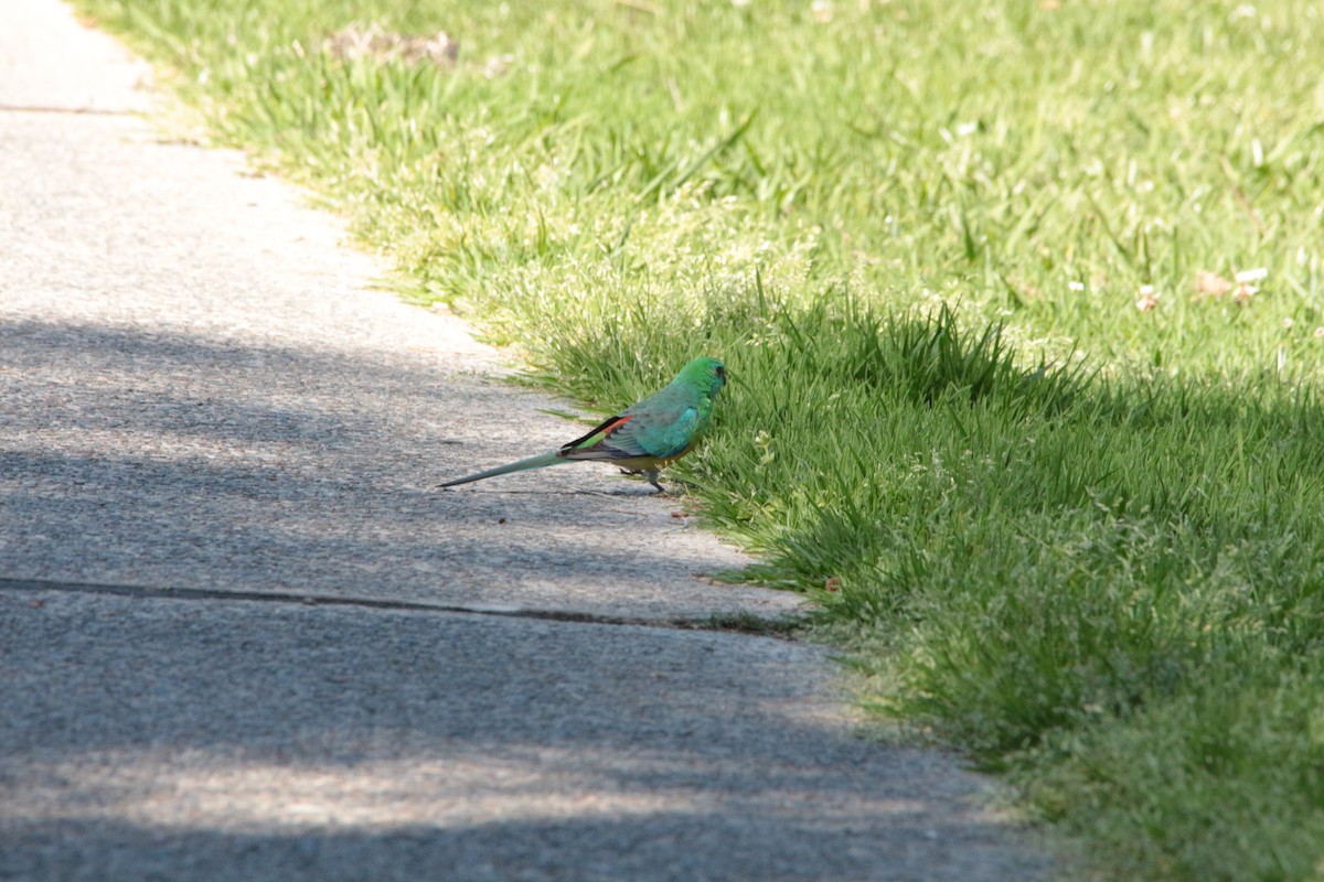 Red-rumped Parrot - ML179424801