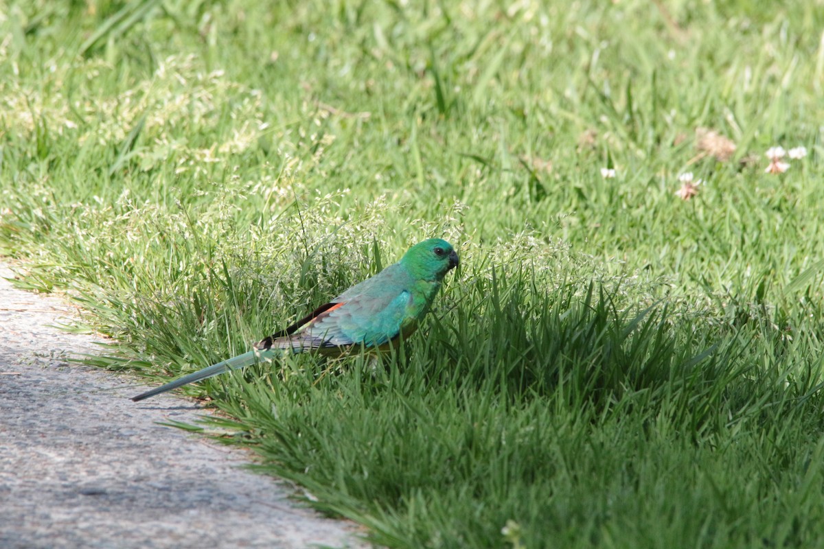 Red-rumped Parrot - ML179424811