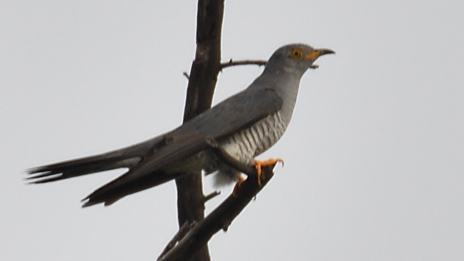 Common Cuckoo - ML179427361