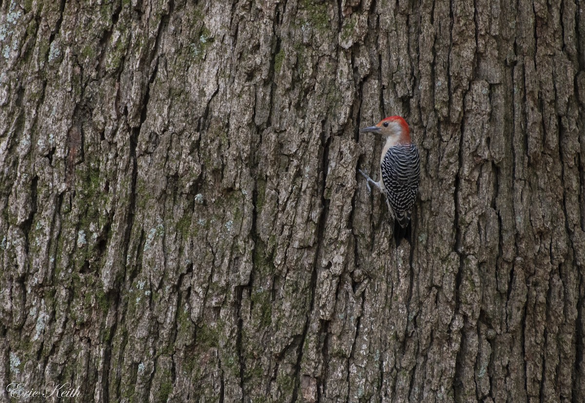Red-bellied Woodpecker - Eric Keith