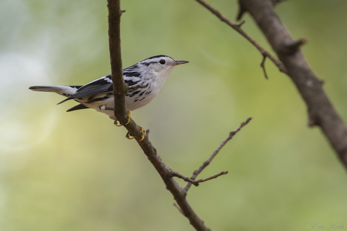 Black-and-white Warbler - ML179428171