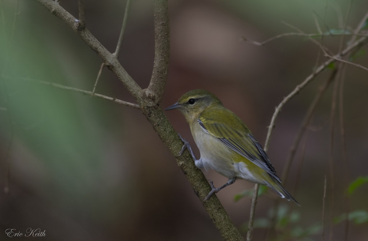 Tennessee Warbler - Eric Keith
