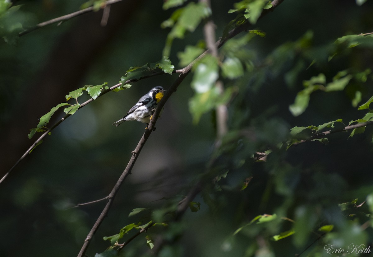 Yellow-throated Warbler - Eric Keith