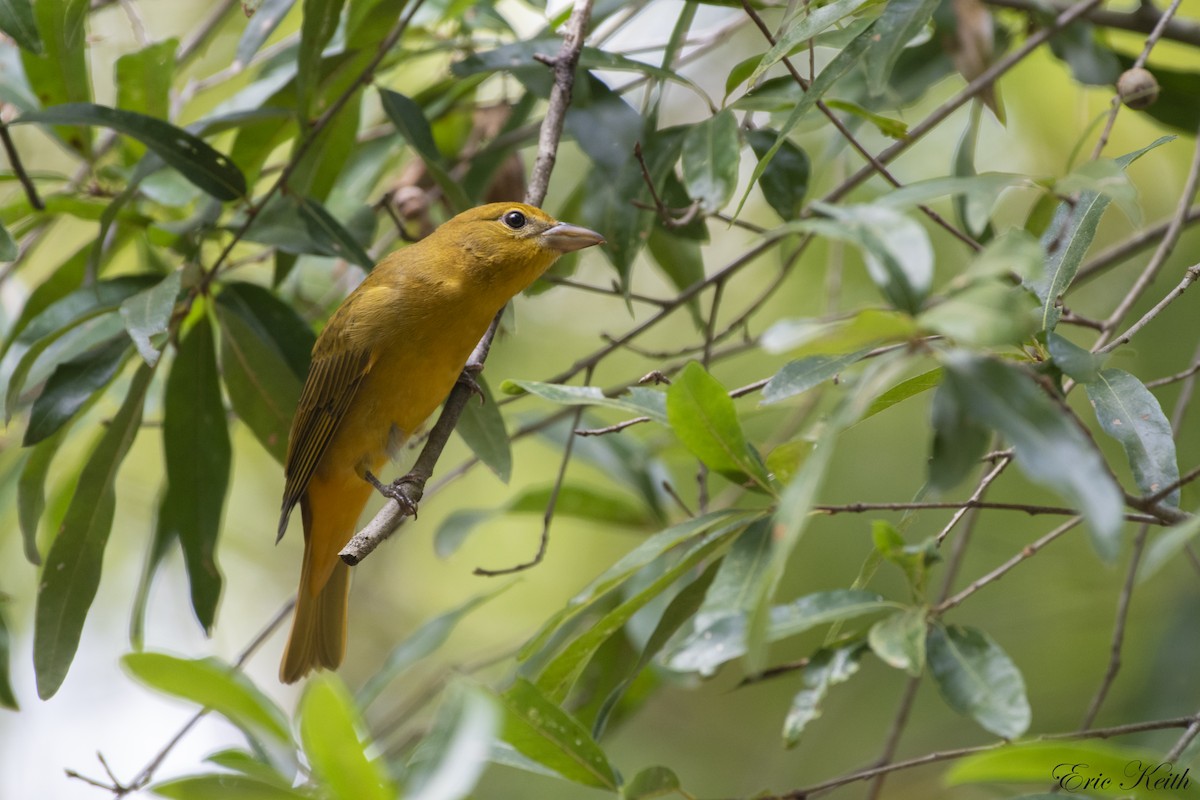 Summer Tanager - Eric Keith