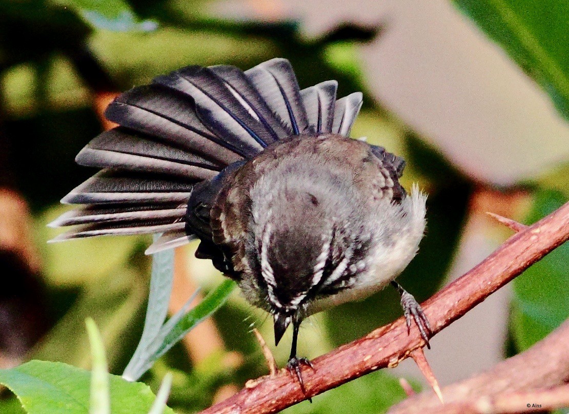 Spot-breasted Fantail - ML179429541