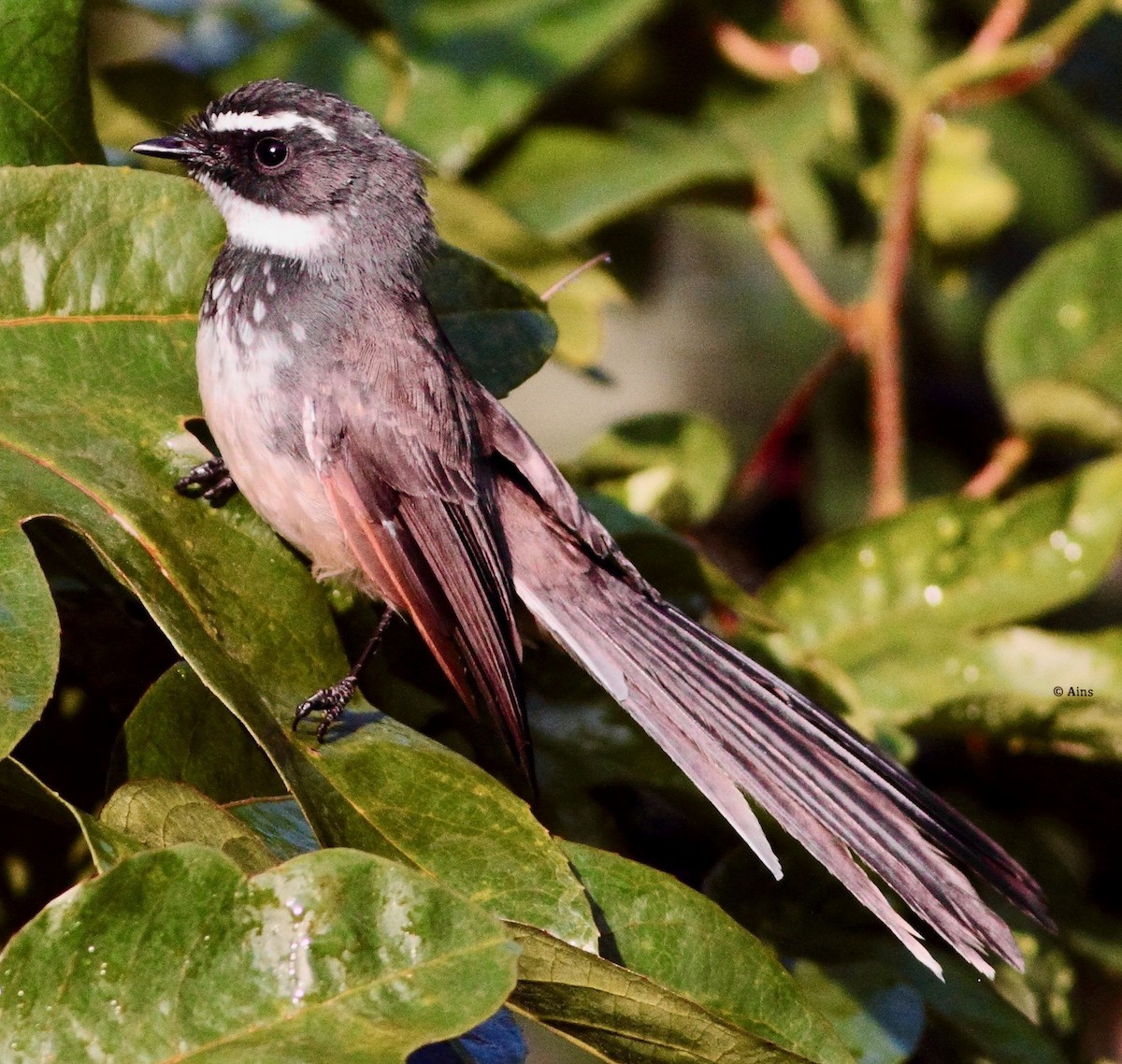 Spot-breasted Fantail - ML179429551