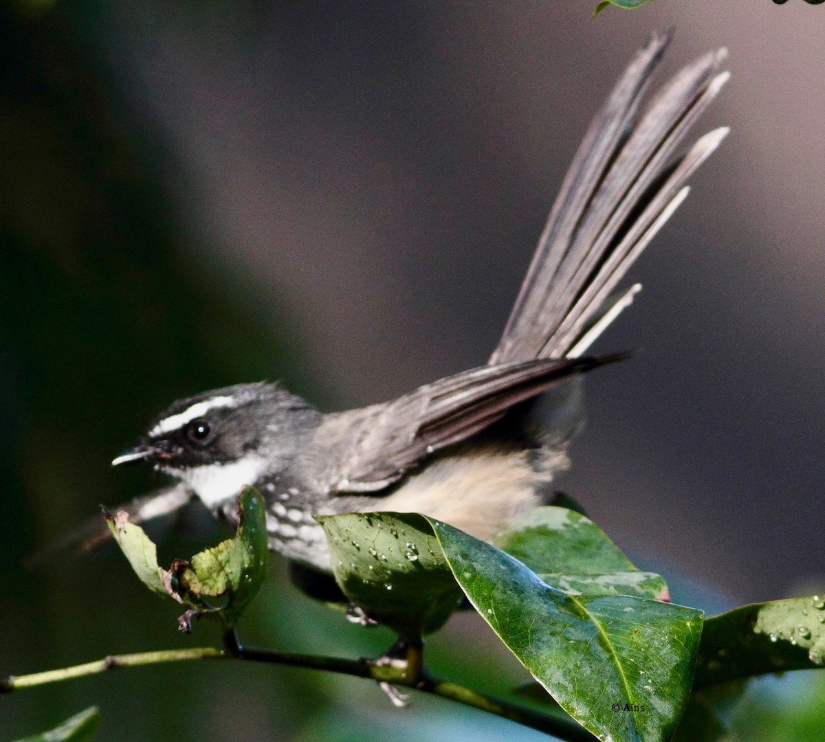 Spot-breasted Fantail - ML179429571