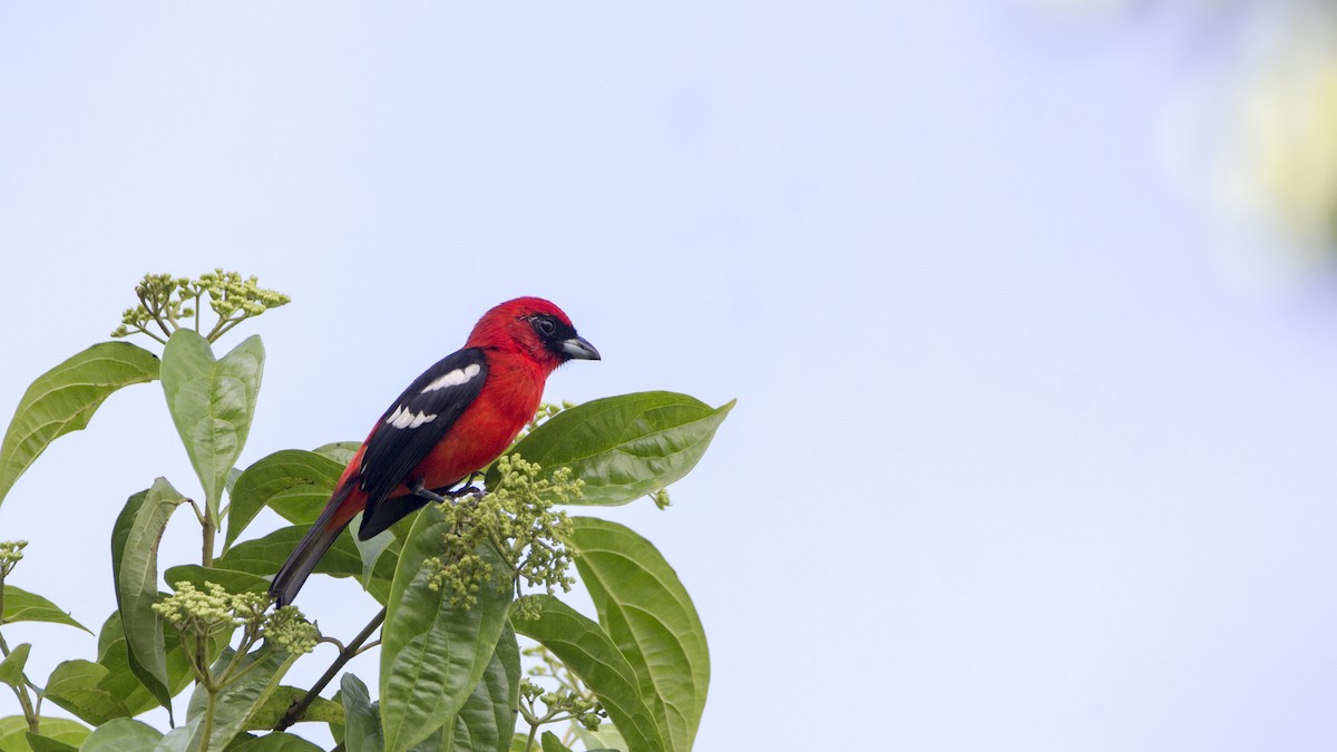 White-winged Tanager - ML179432611